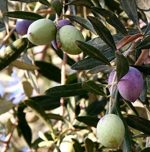 olive rush olive