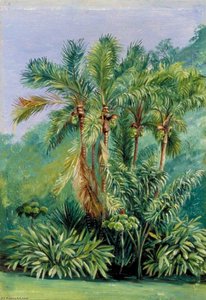 Group Of Small Palms, Rio Janeiro, Brazil — Marianne North