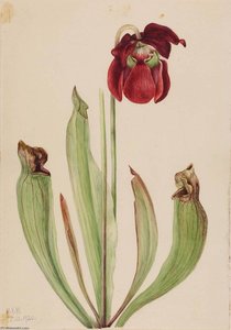 Hybrid Pitcherplant (sarracenia Rubra Xs Purpurea Venosa) — Mary Morris Vaux Walcott