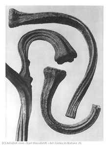 Art Forms In Nature 26 — Karl Blossfeldt