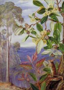 Blick Über Die Blue Mountains In Richtung Meer, New South Wales — Marianne North