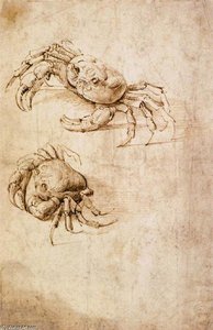 Studien Von Krabben — Leonardo Da Vinci