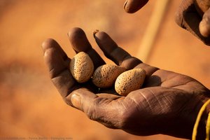 Foraging Nuts — テッサ・バーリン