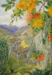 Parásitos En Los Hayas, Chile — Marianne North