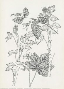 Thimbleberry (rubus Parviflorus) And Salmonberry (rubus Spectabilis) — Oldriska Ceska