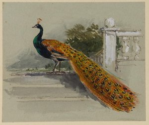 Peacock — Myles Birket Foster