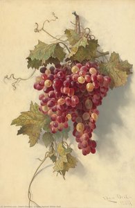 Grapes Against White Wall — Edwin Deakin