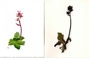 Alpine Saxifrage — Cora Lodencia Veronica Scott