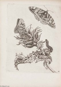 Erucarum Ortus, Alimentum Et Paradoxa Metamorphosis. Amsterdam — Maria Sybilla Merian
