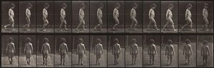 Animal Locomotion, Plate 467 — Eadweard J Muybridge