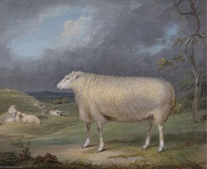 A Border Leicester Ewe — James Ward