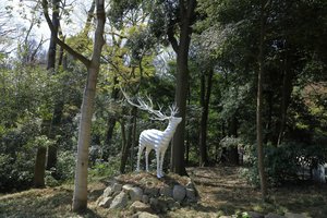 White Deer (meiji Jingu) — Kohei Nawa