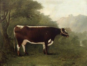 'garrick's Sister' A Cow — John Boultbee