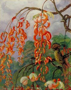 Flores De Un Árbol De Coral Y El Rey De Los Atrapamoscas, Brasil — Marianne North