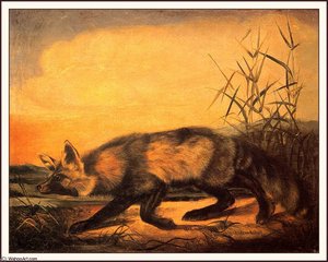 Jackal Fox — John James Audubon