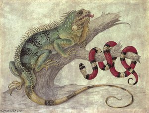 An Iguana (iguana Iguana) And A Coral Snake (elapidae Micrurus) On A Tree Stump — Maria Sybilla Merian