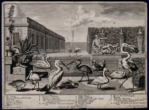 A Garden Pond With Nine Large Exotic Birds, Two Potted Plant — Salomon Kleiner