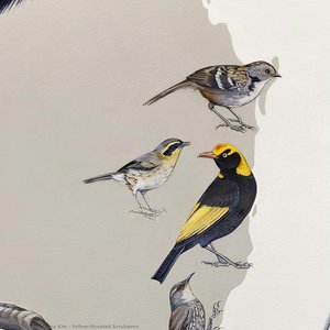 Yellow-throated Scrubwren — Džejn Kim