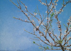 Almond Tree — Максим Никифорович Воробьёв