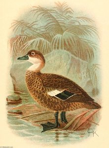 Untitled (aqtgms) — John Gerrard Keulemans
