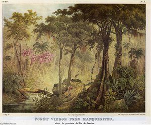 Quase Foret Virgin Manqueritipa — Johann Moritz Rugendas