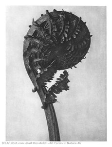 Art Forms In Nature 46 — Karl Blossfeldt