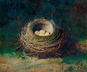 Nest Of A Blackbird — Abel Hold