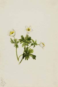 White Globeflower (trollius Albiflorus) — Mary Morris Vaux Walcott