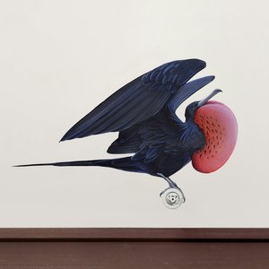 Magnificent Frigatebird — Džejn Kim
