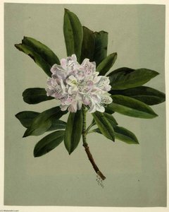 Rhododendron (rhododendron Maximum) — Mary Morris Vaux Walcott