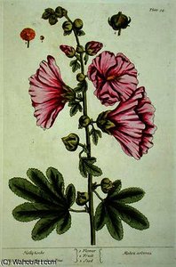 Hollyhocks — Elizabeth Blackwell