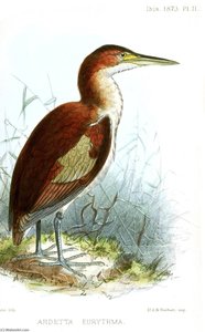 Untitled (aqtgmj) — John Gerrard Keulemans