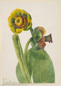 Untitled--flower Study — Mary Vaux Walcott