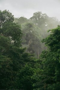 Borneo Rainforest — Angelo Chiacchio