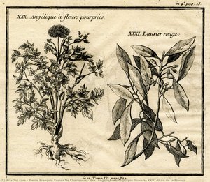 Xxx. Angélique With Purple Flowers; Xxv. Alcea De La Florida — Pierre François Xavier De Charlevoix