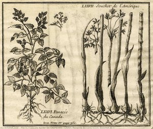 Lxxvi. Panacée Du Cana Lxxvii. Souchet De L — Pierre François Xavier De Charlevoix