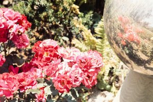 Blooming Roses Reflected — فيفيان دوروثي ماير