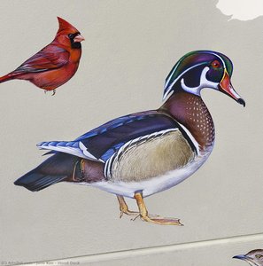 Wood Duck — Džejn Kim