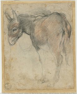 Burro (para “reposo En La Huida A Egipto”, Ciudad Del Vaticano, Pinacoteca Dei Musei Vaticani) — Federico Fiori Barocci