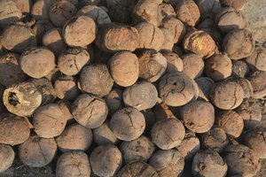 Fruto Do Babaçu — Cleber Oliveira De Araújo