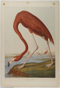 Amerikanischer Flamingo — John James Audubon