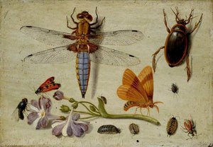 A Cockchafer, Beetle, Woodlice And Other Insects, With A Sprig Of Auricula — Jan Van Kessel The Elder
