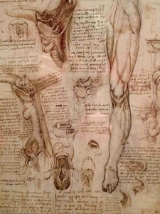 Dissezione Del Corpo Femminile — Leonardo Da Vinci