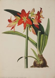 Amaryllis Fulgida — Robert Havell The Younger