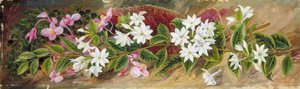 Bloemen Van Een Jasmijn En Pink Begonia, Borneo — Marianne North