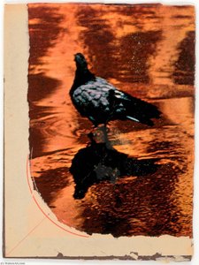 Untitled (photograph Of Pigeon Reflected In Water Taken By Susan Mccartney) — Џозеф Корнел