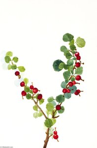 Currant (unfinished) (ribes Species) — Mary Morris Vaux Walcott