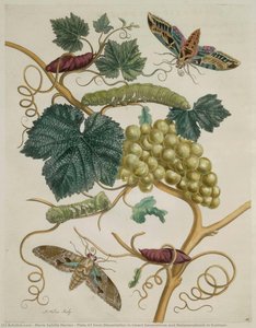 Plate 47 From Dissertation In Insect Generations And Metamorphosis In Surinam — Maria Sybilla Merian
