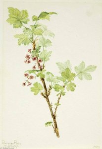 Grosellero Espinoso (ribes Lacustre) — Mary Vaux Walcott