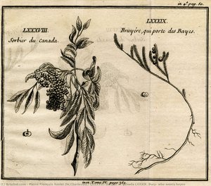 Lxxxviii. Sorbier Of Canada Lxxxix. Bury, Who Wears Bayes — Pierre François Xavier De Charlevoix